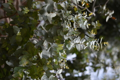 Eucalyptus cinerea