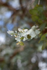 Eucalyptus cinerea