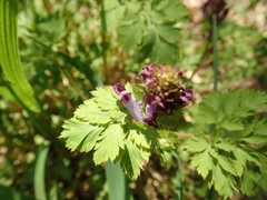 Corydalis incisa