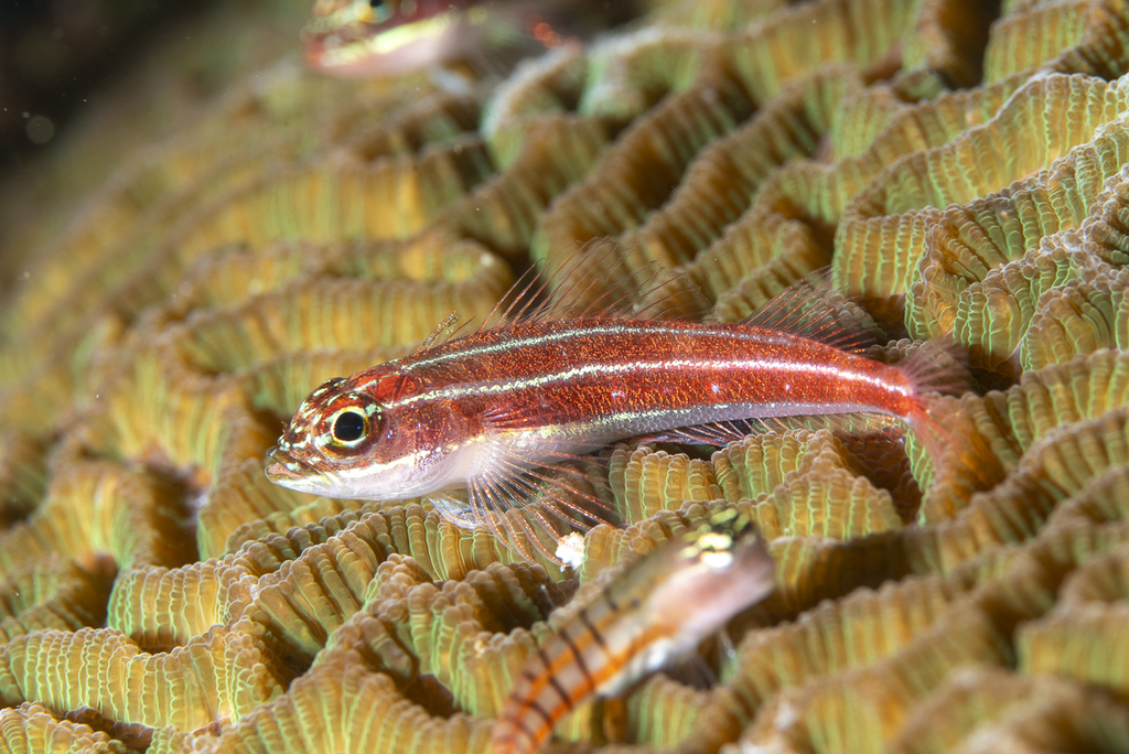 Candystriped Triplefin