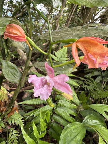 Phaius mishmensis iNat (3)