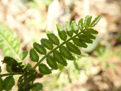Zanthoxylum piperitum