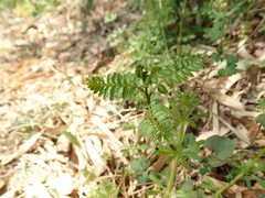 Zanthoxylum piperitum
