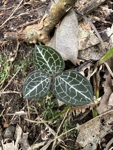 Anoectochilus formosanus iNat (3)