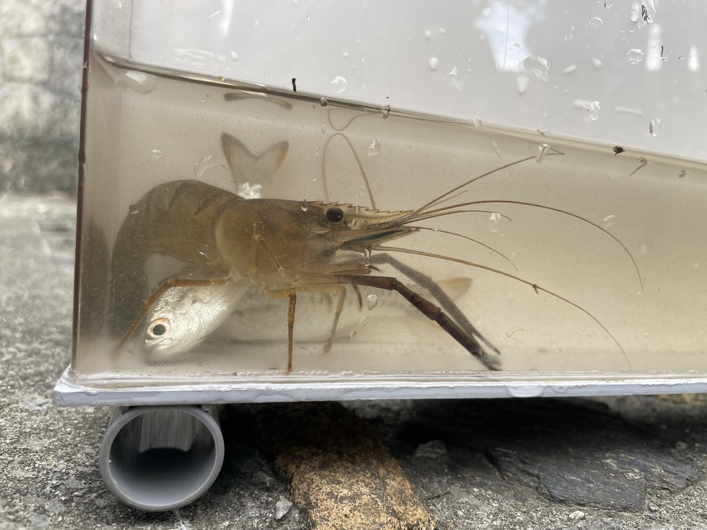 monkey river shrimp