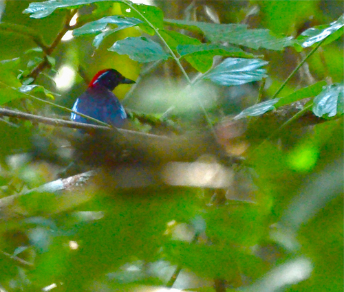 Garnet Pitta (Erythropitta granatina), photo 9