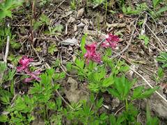 Corydalis buschii