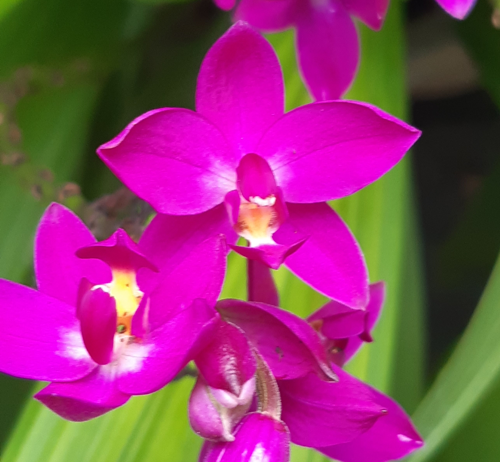 Imagem de Orquídea-bambu