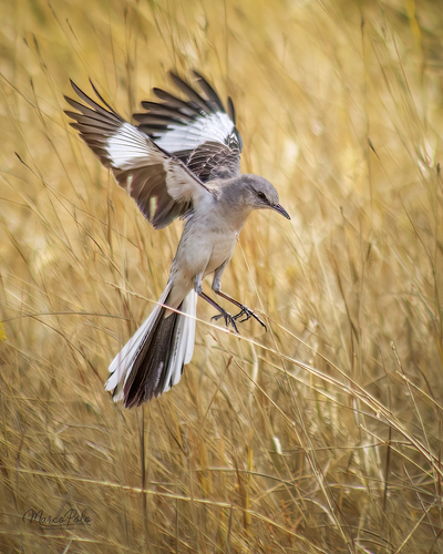 Northern Mockingbird, photo 7 of 9