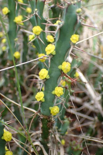 Image of Euphorbia schinzii by no rights reserved