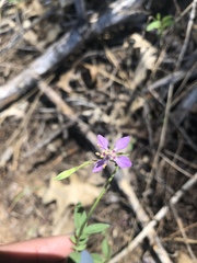 Clarkia rhomboidea