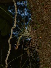 Tillandsia stricta