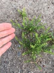 Lepidium strictum