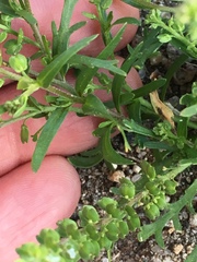 Lepidium strictum