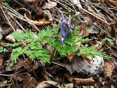 Corydalis fumariifolia