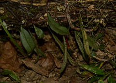 Microgramma squamulosa