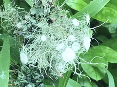 Usnea intermedia
