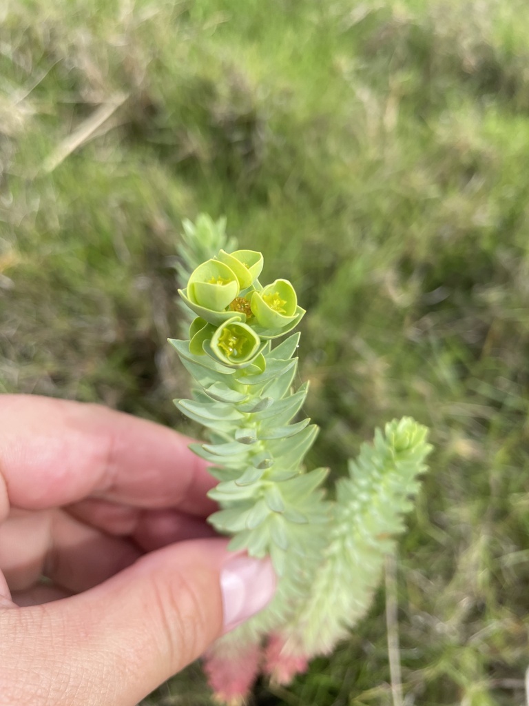 Sea Spurge from East Gippsland Shire, Lakes Entrance, VIC, AU on ...