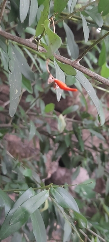 Image of Cadaba fruticosa by (c) P Jeganathan, some rights reserved (CC BY)