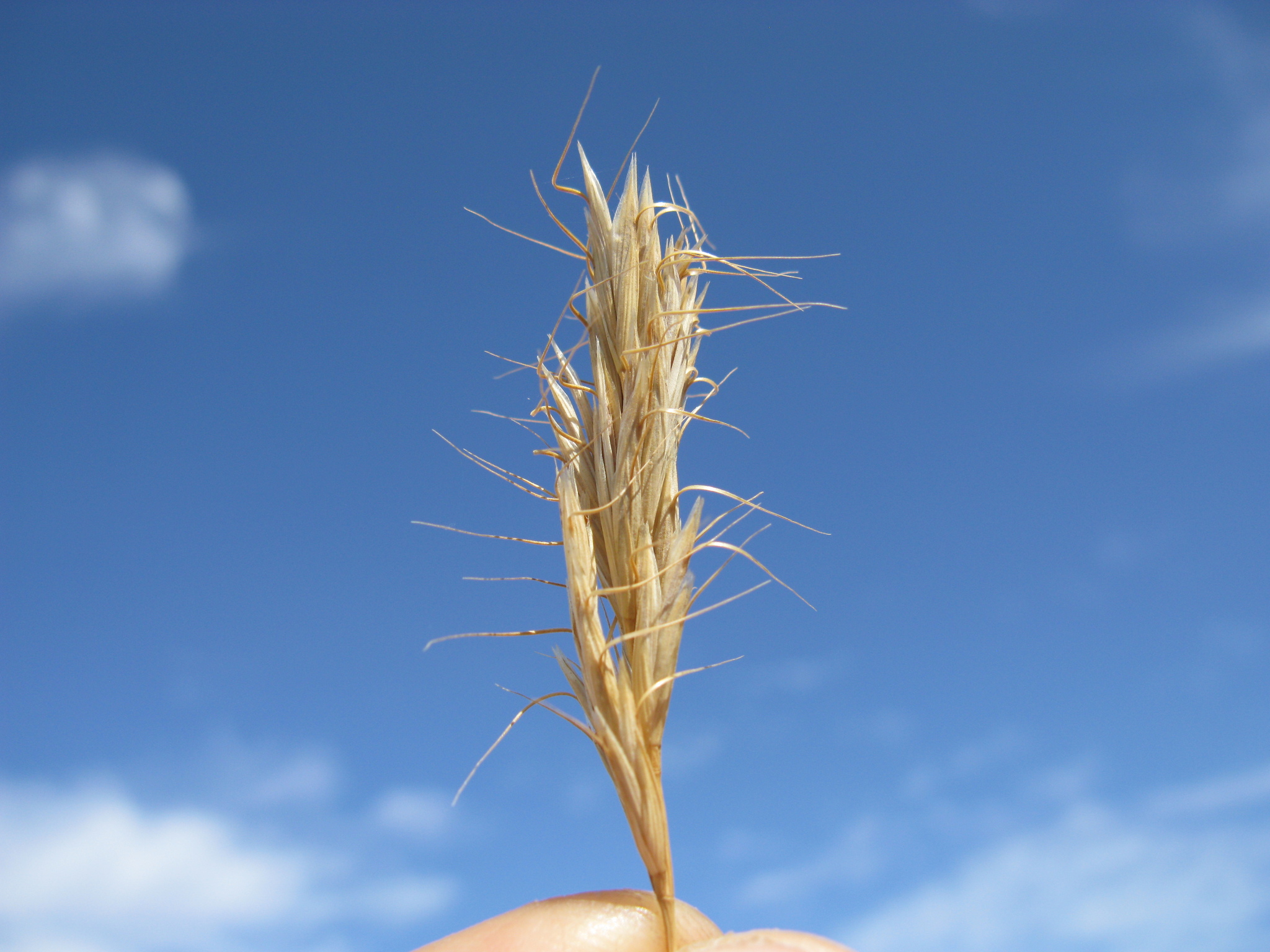 Weedy Brome (Bromus alopecuros)