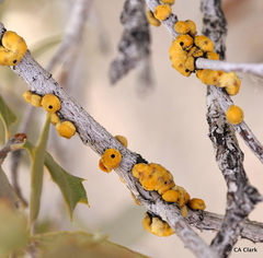 Cerococcus quercus