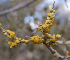 Cerococcus quercus