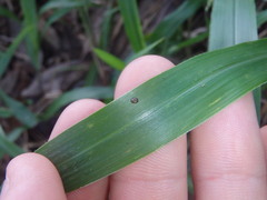 Pupisoma circumlitum