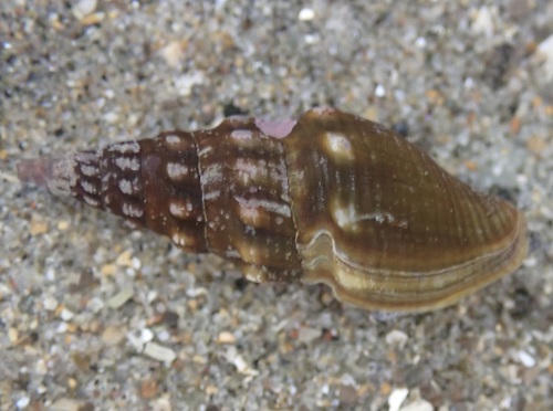 Pseudomelatoma torosa