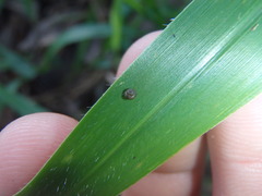 Pupisoma circumlitum