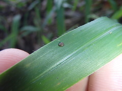Pupisoma circumlitum