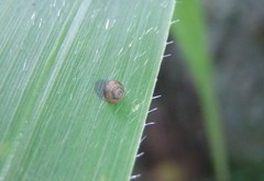 Pupisoma circumlitum