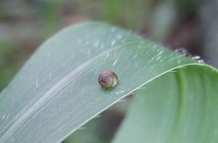 Pupisoma circumlitum