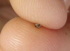 Pupisoma circumlitum