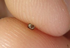 Pupisoma circumlitum