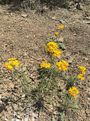 Erysimum capitatum capitatum