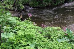 Corydalis gigantea