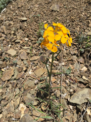 Erysimum capitatum capitatum