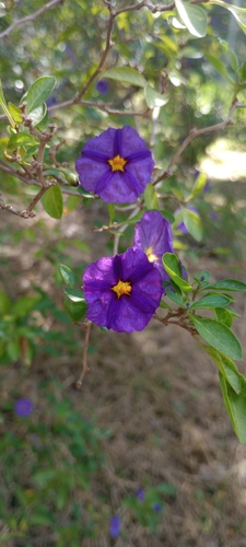 Lycianthes rantonnetii