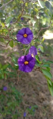 Lycianthes rantonnetii