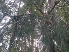 Allocasuarina torulosa