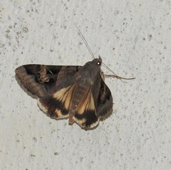Lepidoptera