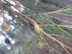 Allocasuarina torulosa