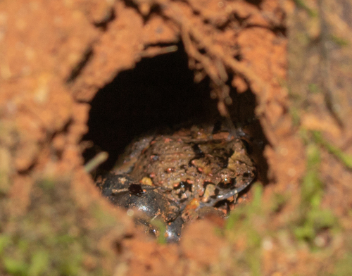 Chocolate Rainforest Frog, Cophixalus infacetus