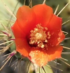 Consolea corallicola