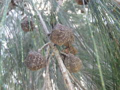 Allocasuarina torulosa