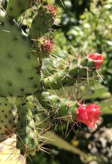 Consolea corallicola