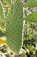 Consolea corallicola