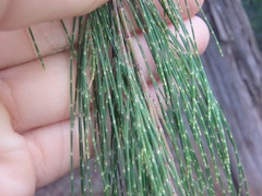 Allocasuarina torulosa