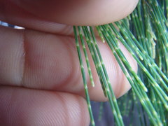 Allocasuarina torulosa