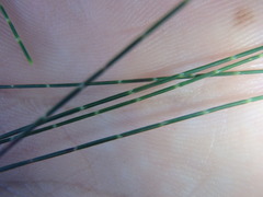 Allocasuarina torulosa